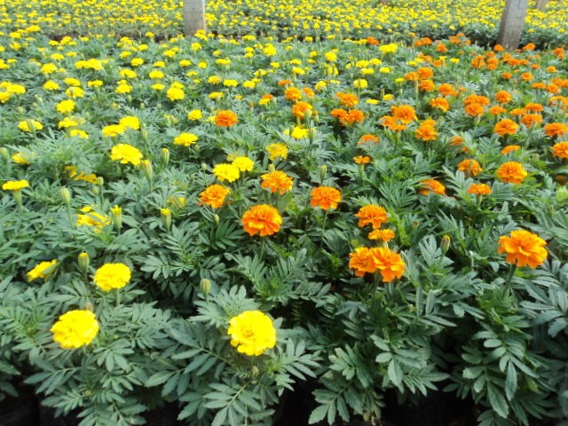 時(shí)花2.jpg