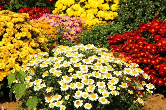 時(shí)花.jpg