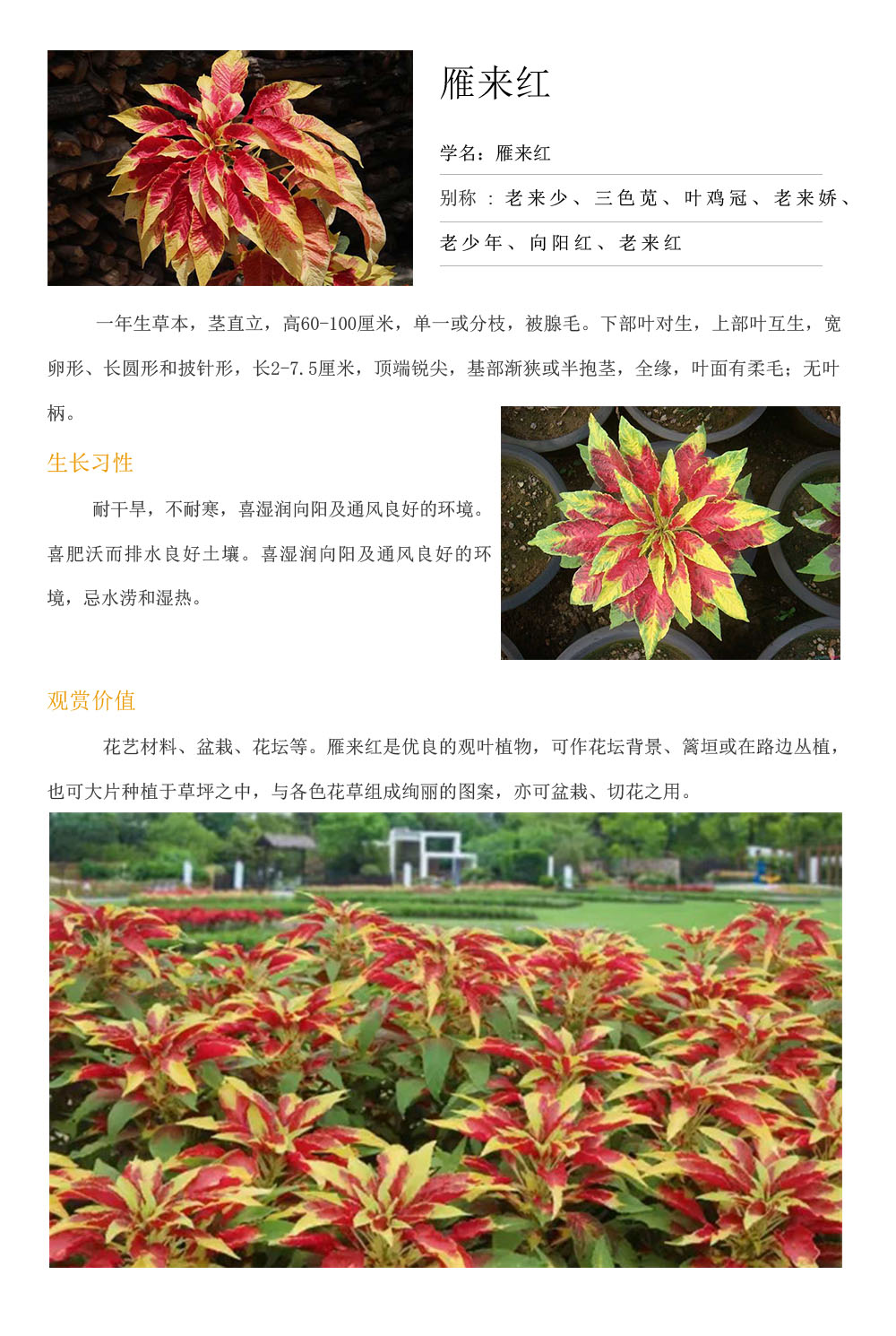 雁來紅.jpg